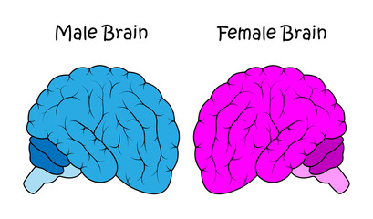 Male brain and Female brain