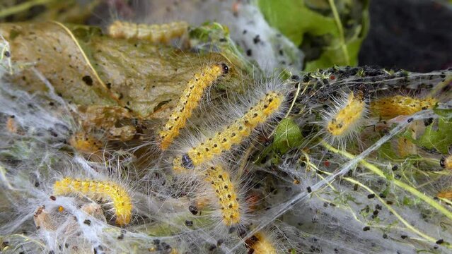 Weaving trees with cobwebs by larvae. Caterpillars of American white butterfly (Hyphantria cunea), moth fall webworm quarantine pest on leaves