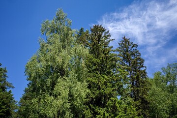 Obraz premium Mixed forest against the sky. Green Lungs of the planet.