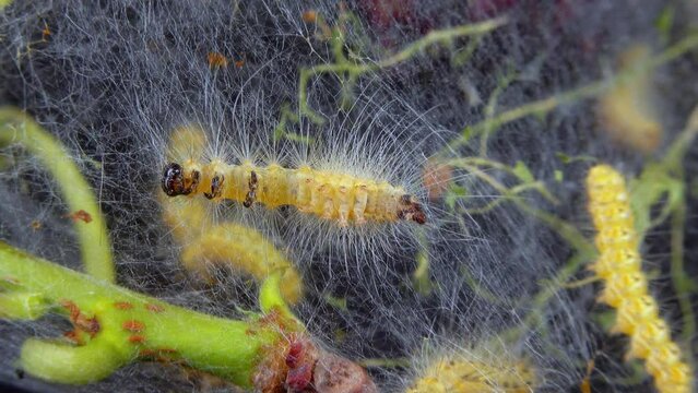 Weaving trees with cobwebs by larvae. Caterpillars of American white butterfly (Hyphantria cunea), moth fall webworm quarantine pest on leaves