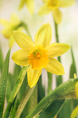 Yellow narcissus flowers and green leaves