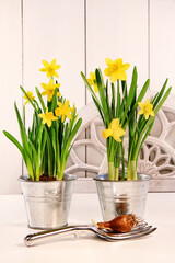 Yellow spring daffodils in pots