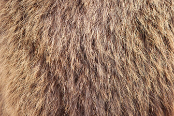texture brown fulvous Siberian bear Ursidae skins.