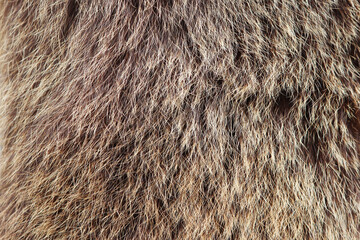 texture brown fulvous Siberian bear Ursidae skins.