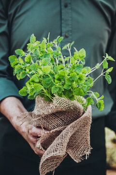 Organic vegetables. Farmers hands with herbs. Fresh organic  herbs.