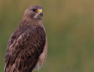 Red Tailed Hawk Close-up