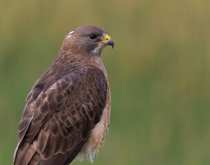 Red Tailed Hawk Close-up