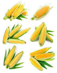Set fresh corn with green leaf harvest vegetables healthy food, isolated on white background