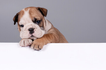 English Bulldog puppy with white banner for text