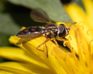 Side view of a Hover Fly (Syrphidae sp) licking pollen off a dandelion flower. Long Island, New York, USA