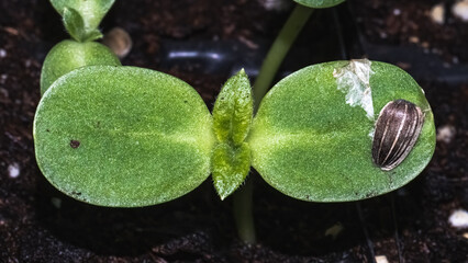 Close up of emerging sunflower seedlings growing in early spring with the seed pod stuck to the leaf. Long Island, New York, USA.