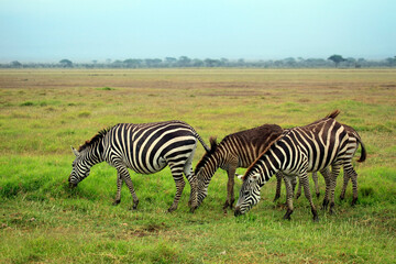 Fototapeta na wymiar Zebras herd on savanna. Amboseli national park in Kenia