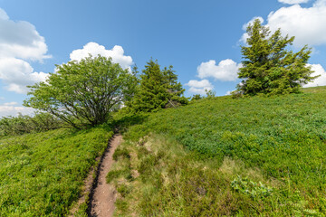 Fototapeta na wymiar Landscape of the high Vosges mountains near the ridge road in spring.