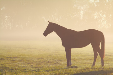 horse silhouette on misty pasture in sunlight