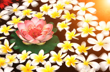 Plumeria and lotus flowers in water in the bowl, Thailand