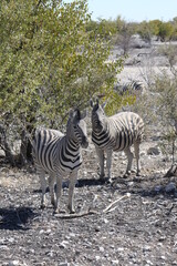 Fototapeta na wymiar Zebras in der freien Wildbahn