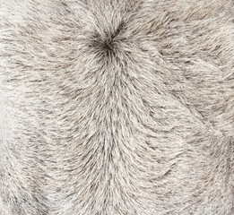 Texture of fluffy skin of asian ox
