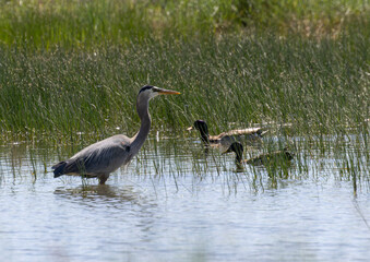 Great Blue Heron and Snowy Egrets