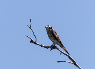 Peregrine Falcon