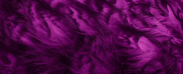 violet feathers of the owl with visible details