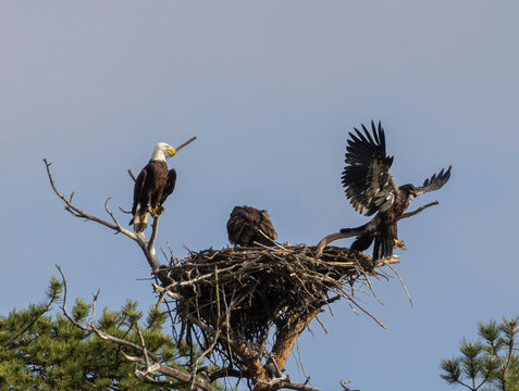 Bald Eagle Fledglings
