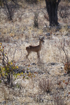 Dikdik Klippspringer