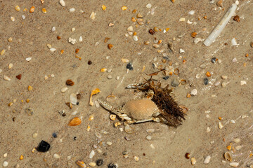 still life at a beach