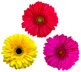 gerbera flowers  isolated on white background. yellow gerbera. red gerbera. purple gerbera