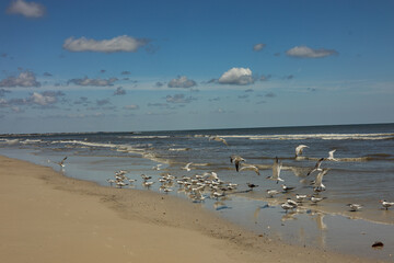 Fototapeta na wymiar birds at a beach at Anastasia island in Florida