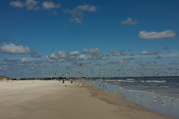 two bikes and flying birds at a beach at Anastasia island in Florida