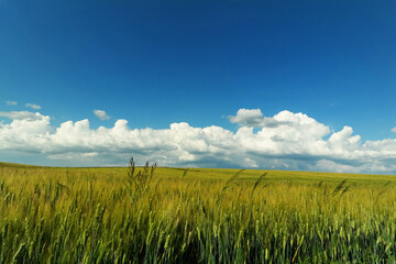 Krajobraz letni, pola zboża, niebieskie niebo i chmury.