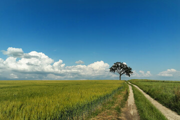 Samotne drzewo, droga poprzez pola i błękitne niebo z chmurami. Krajobraz Europy Wschodniej.