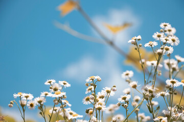 Chamomile flowers against a blue sky