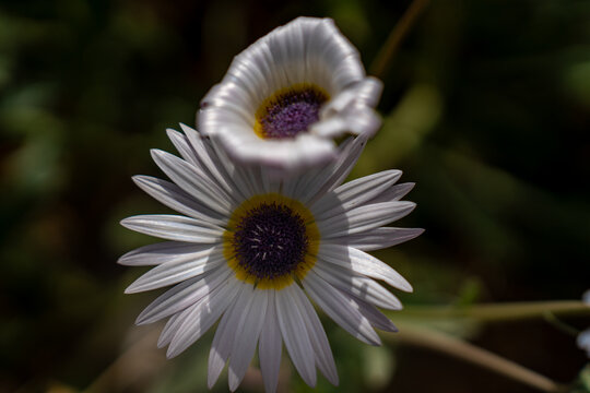 crisantemo margarita blanca 