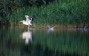 pelicans on the lake at sunset