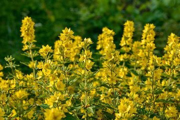 Obraz premium yellow flowers of Lysimachia punctata plant in a garden