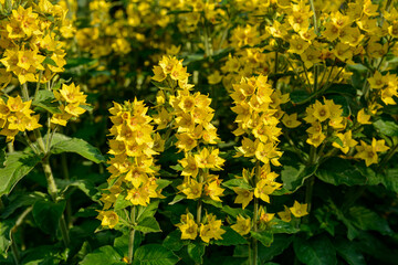 yellow flowers of Lysimachia punctata plant in a garden