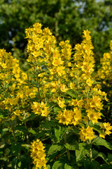 yellow flowers of Lysimachia punctata plant in a garden
