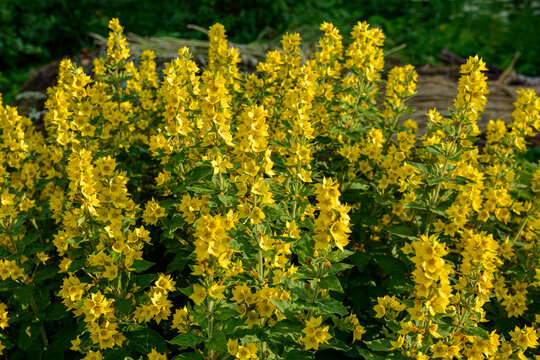 yellow flowers of Lysimachia punctata plant in a garden