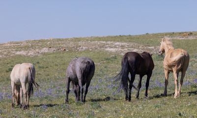 Wild Horses in Summer in the Pryor Mountains Montana