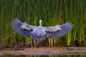 Great blue heron landing with a fish, seen in the wild in North California