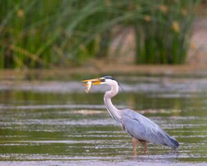 Great blue heron catching a fish, seen in the wild in North California