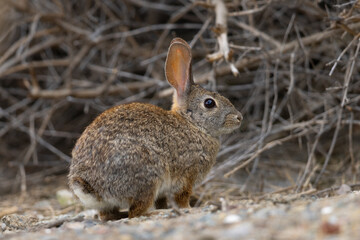 Naklejka na ściany i meble Endangered riparian brush rabbit, , seen in the wild in North California