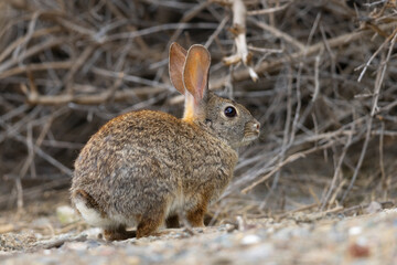 Endangered riparian brush rabbit, , seen in the wild in North California