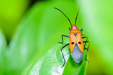 Red Cotton Bug (Dysdercus cingulatus) Close-up on a green leaf