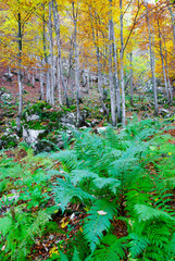 Autumn colours in Triglav National Park, Slovenja, Europe