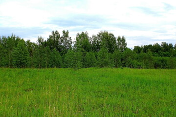 Beautiful nature in the middle of summer. Plants, flowers, trees and shrubs