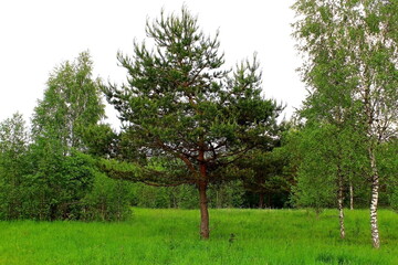 Beautiful nature in the middle of summer. Plants, flowers, trees and shrubs