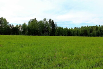Beautiful nature in the middle of summer. Plants, flowers, trees and shrubs 