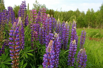 lavender flowers in the field